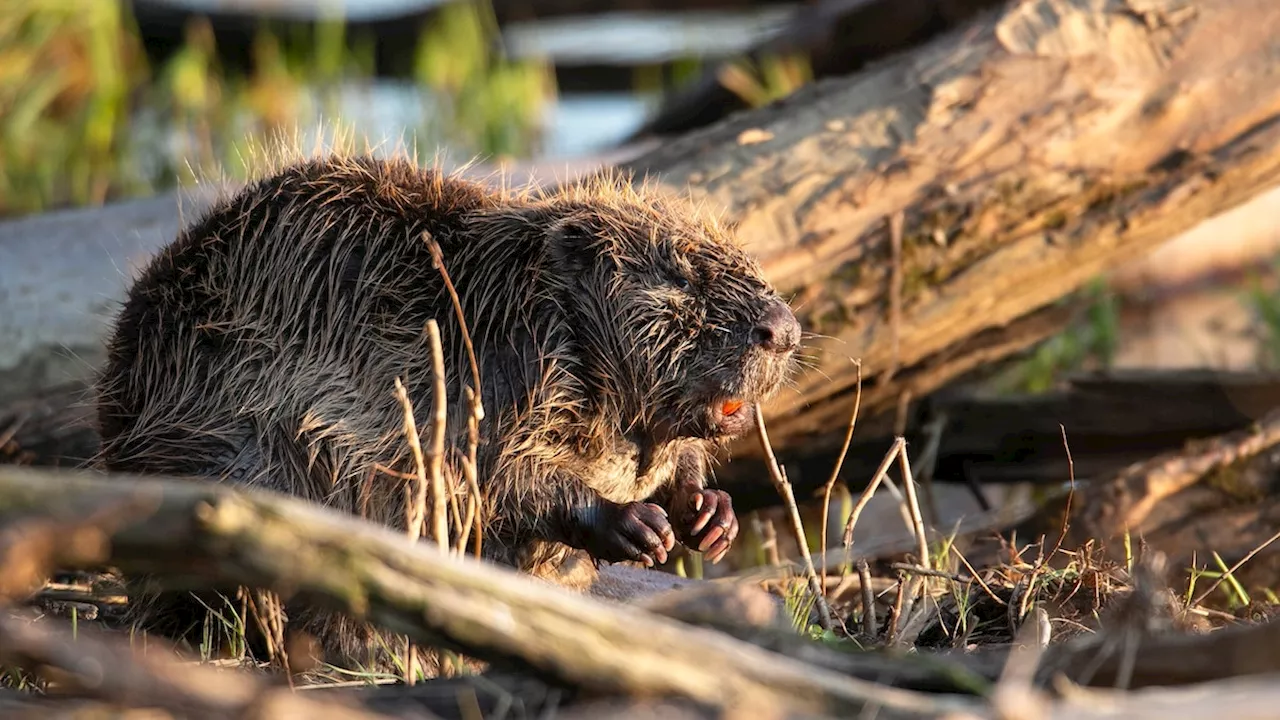 Beavers Save the Day by Building a Dam