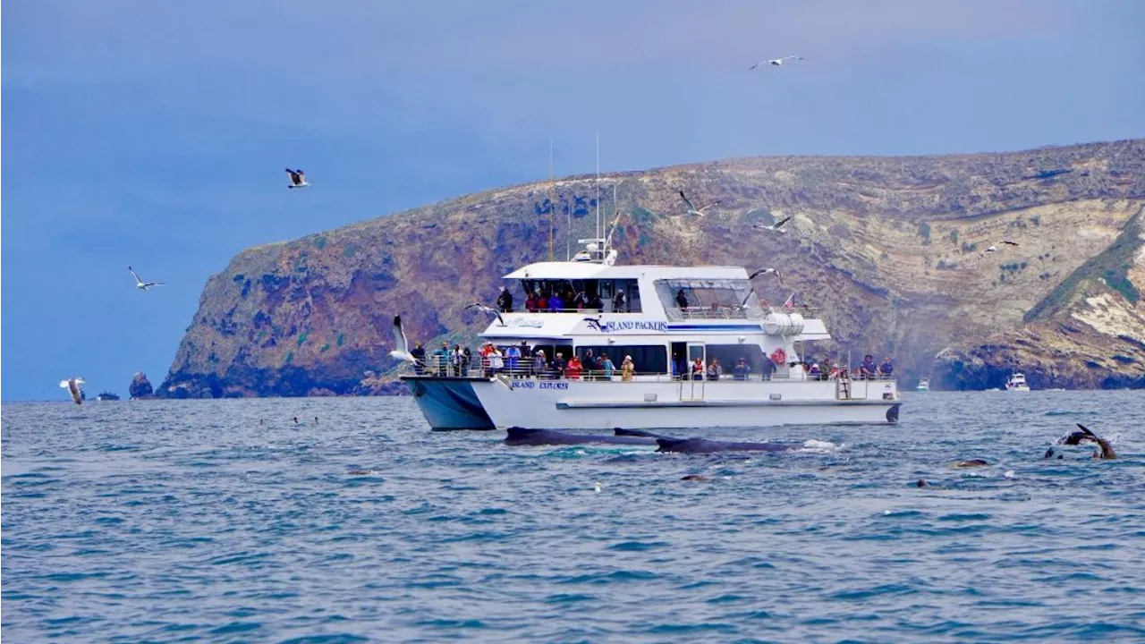 Island Packers Tracks a Whale of a Sightings in 2025