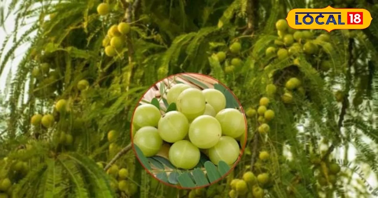 Amla cultivation: आंवला की खेती से किसानों को बेहतर मुनाफा, बस सही वैरायटी की करें पहचान