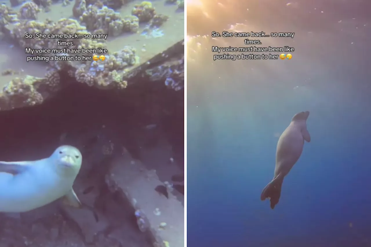 Hawaiian Monk Seal Makes Unexpected Appearance During Scuba Diver's Live Stream