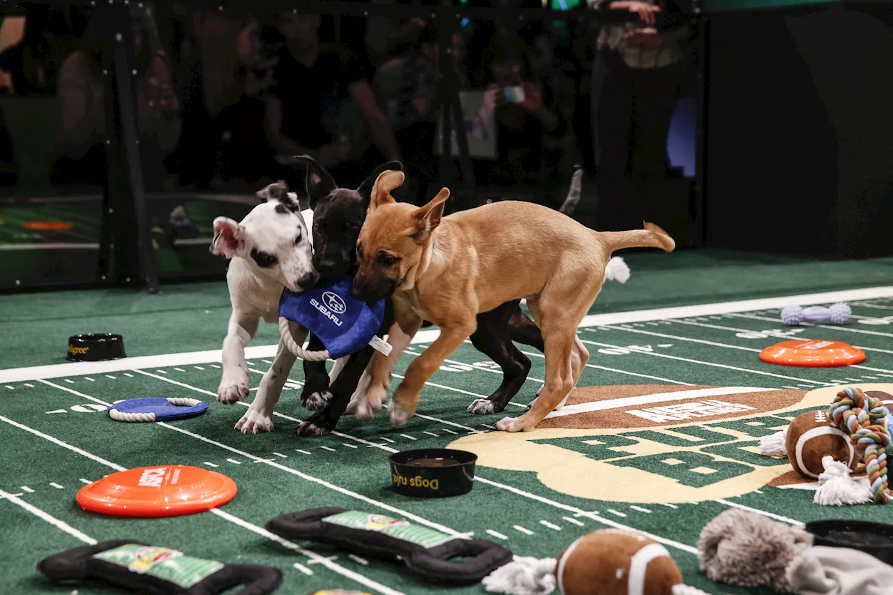 Puppy Bowl XXI Ready to Paw-ty with 142 Rescue Pups