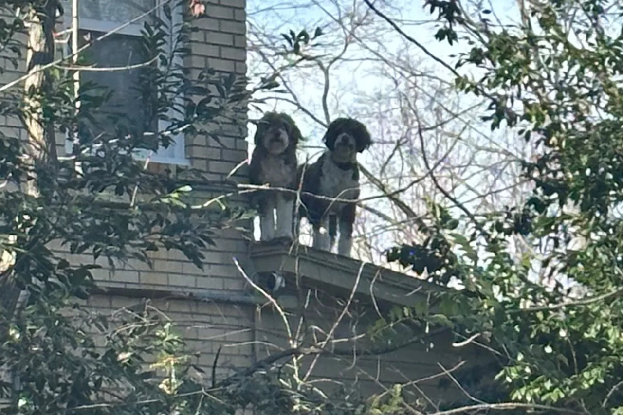 Rooftop Guard Dogs: 'High Lords' Bark at Passerby