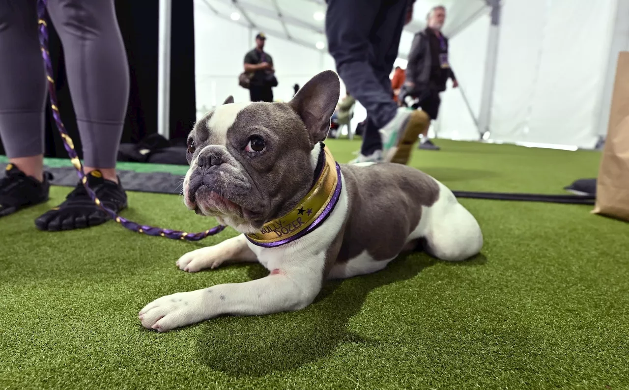 Westminster Kennel Club Dog Show Returns to Manhattan for 2025