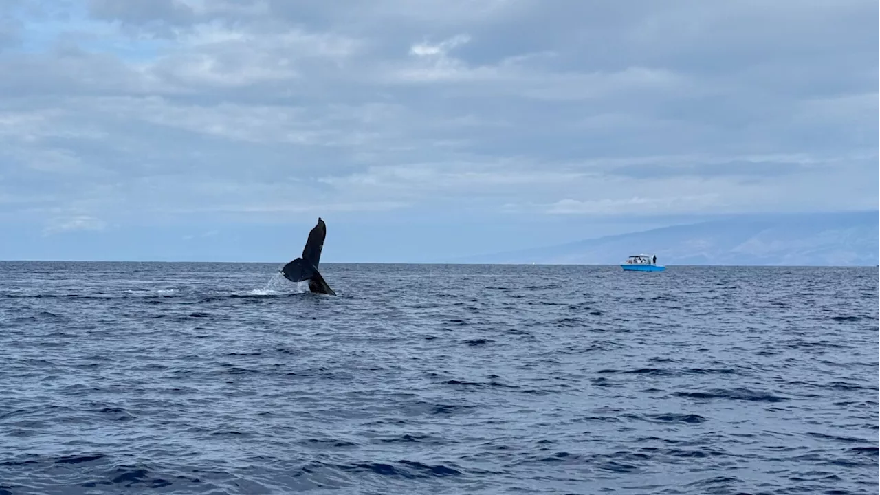 Maui Ocean Adventures Rebounds After Devastating Wildfires