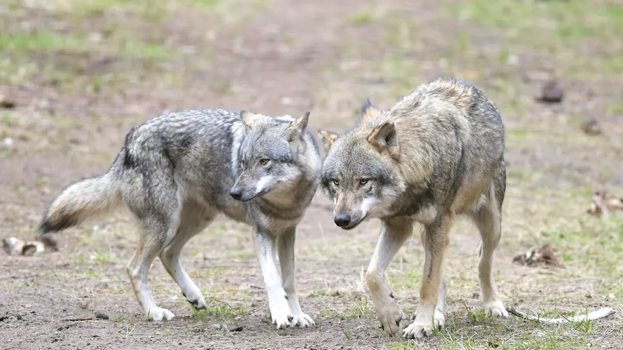 Thüringen: Naturschützer: Nachwuchs beim Wolfspaar im Hainich denkbar