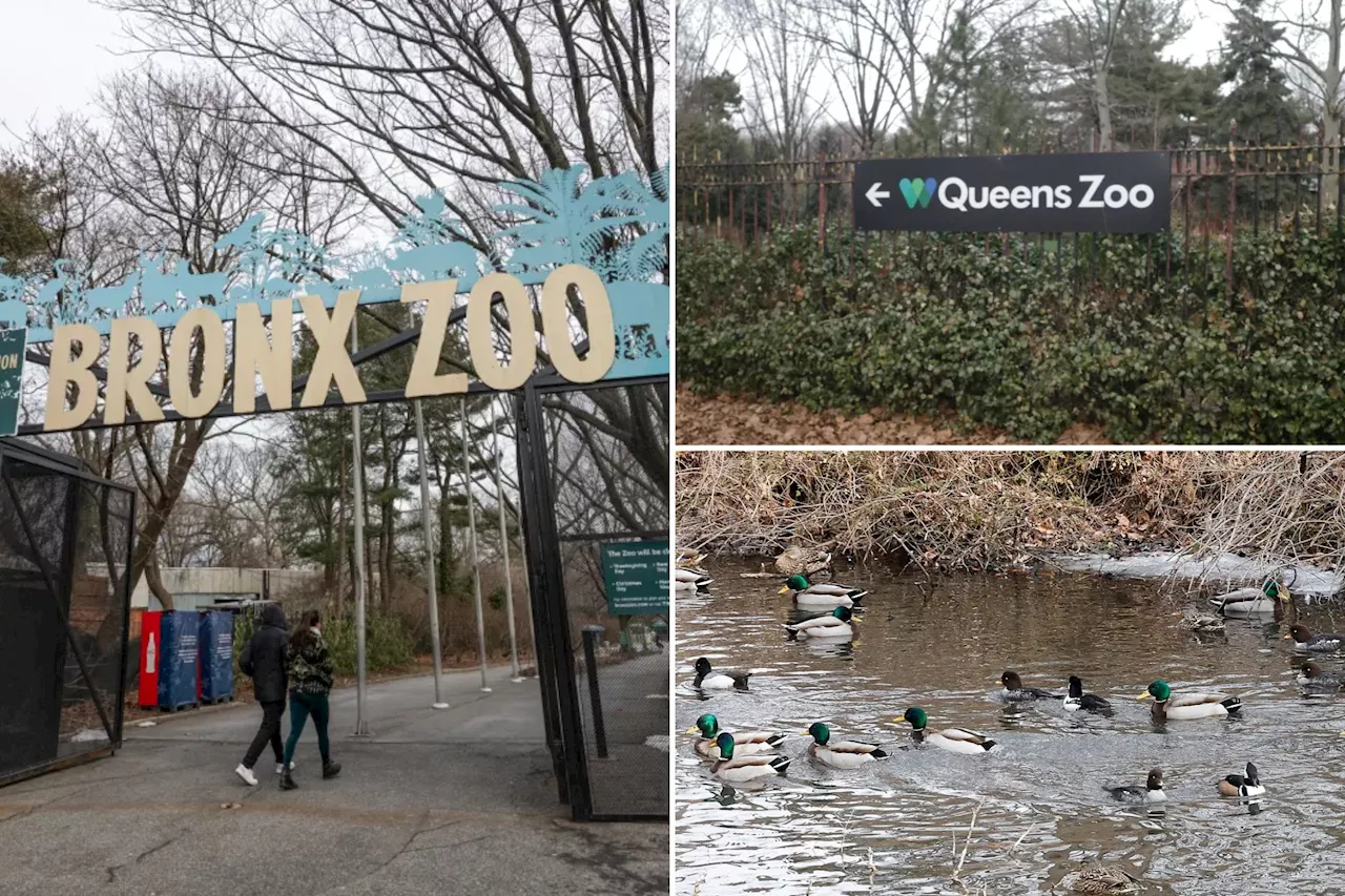 Dozens of Birds Die at New York Zoos Likely from Avian Flu