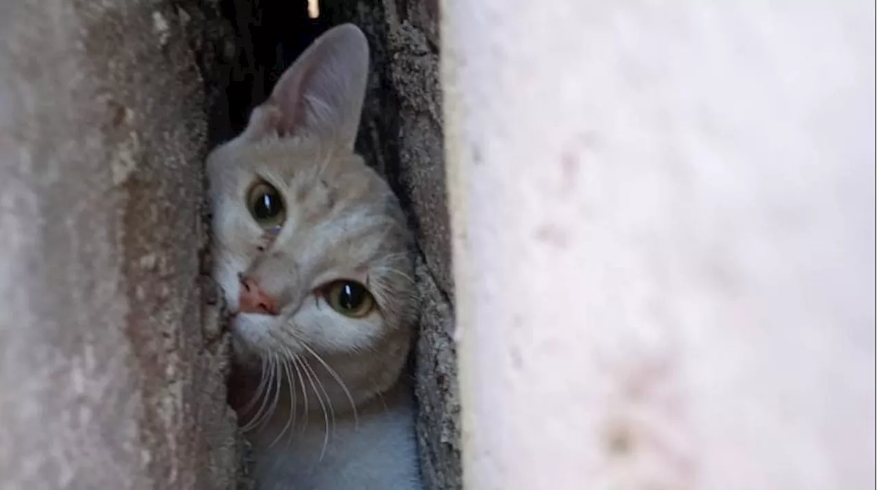 Rescatan gato atrapado entre muros en Guanajuato