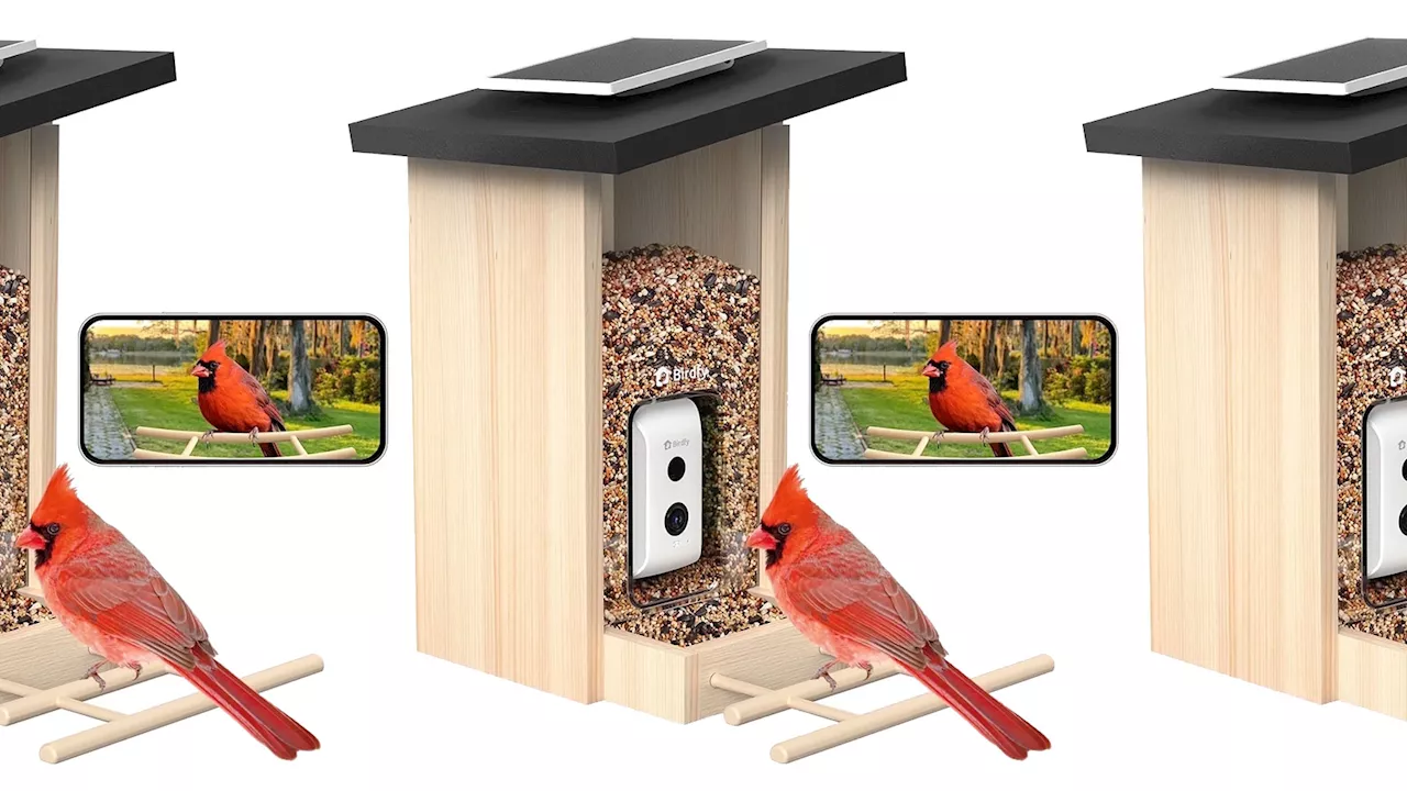 Walmart's Flash Sale: Get the Birdfy Smart Bird Feeder Camera for Just $109