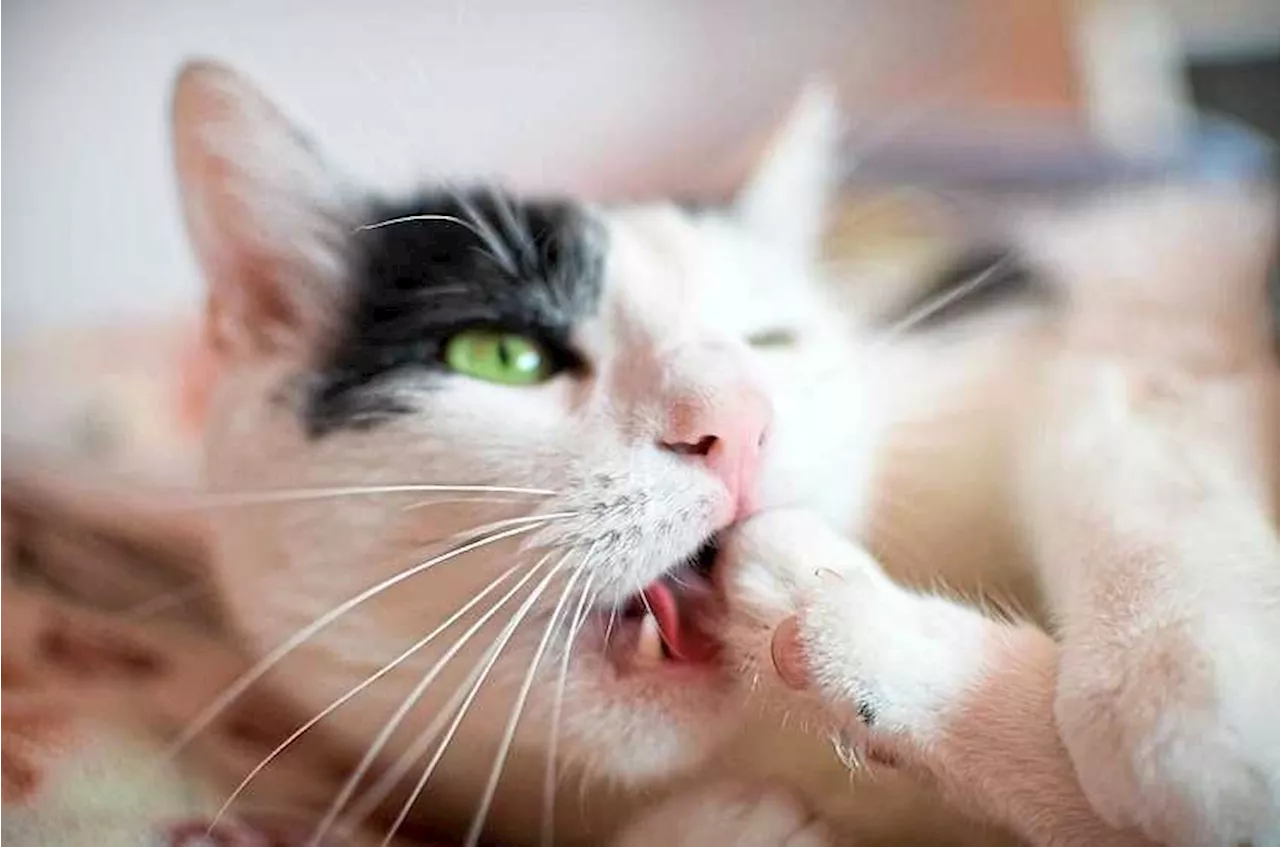 Carcasses of cats dumped in Jelutong rubbish bin removed by unknown individuals