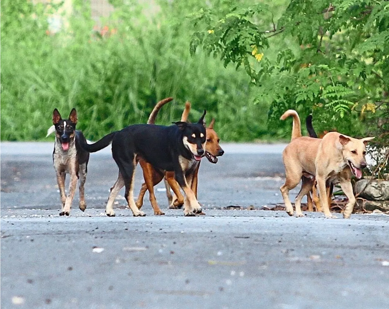 Malaysian Council Files Police Report Over Viral Video Accusing It of Euthanizing Stray Dogs