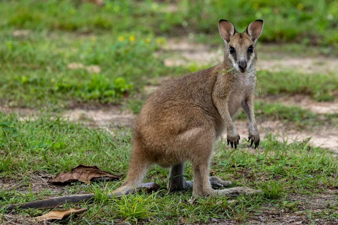 Attention, wallaby en liberté : une commune fait imprimer des panneaux de signalisation pour éviter un accident