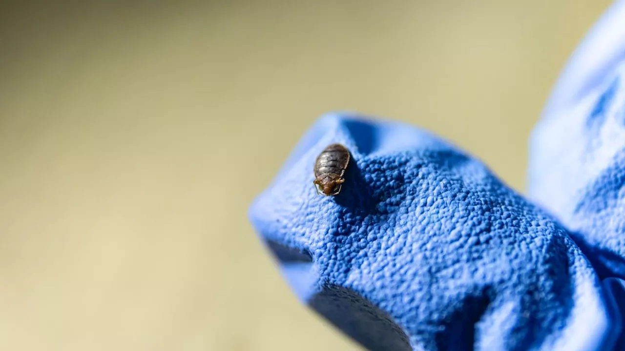 Deux jeunes touristes meurent brutalement, la police suspecte des insecticides utilisés contre les punaises de lit