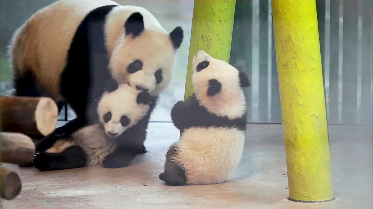 Panda-Zwillinge Leni und Lotti werden immer aktiver