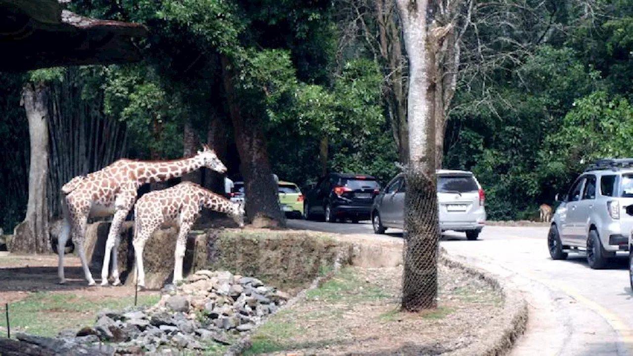 Pembangunan Taman Safari di IKN Dim Targets Akhir 2025