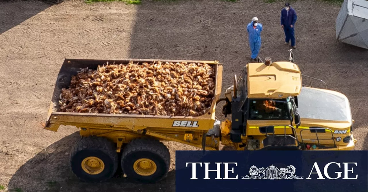 ‘Poultry have been infected’: Bird flu confirmed at Victorian chicken farm