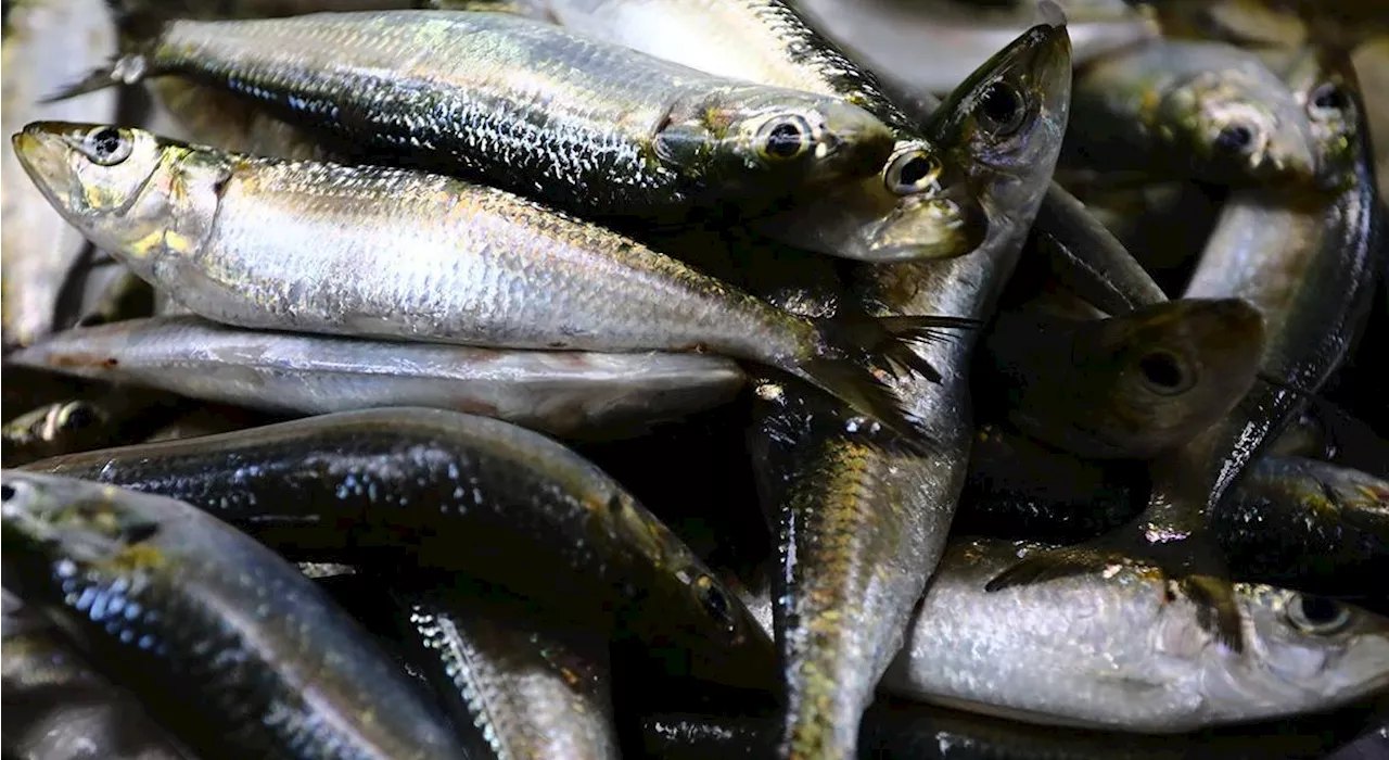 Philippines' Tamban Sardine Gains International Recognition, Opens Export Doors to Europe