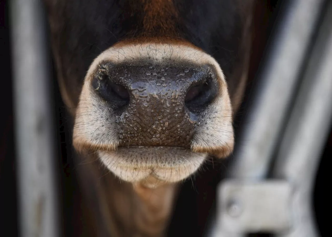 Community Rallies to Save Stranded Cattle in Johannesburg Heat