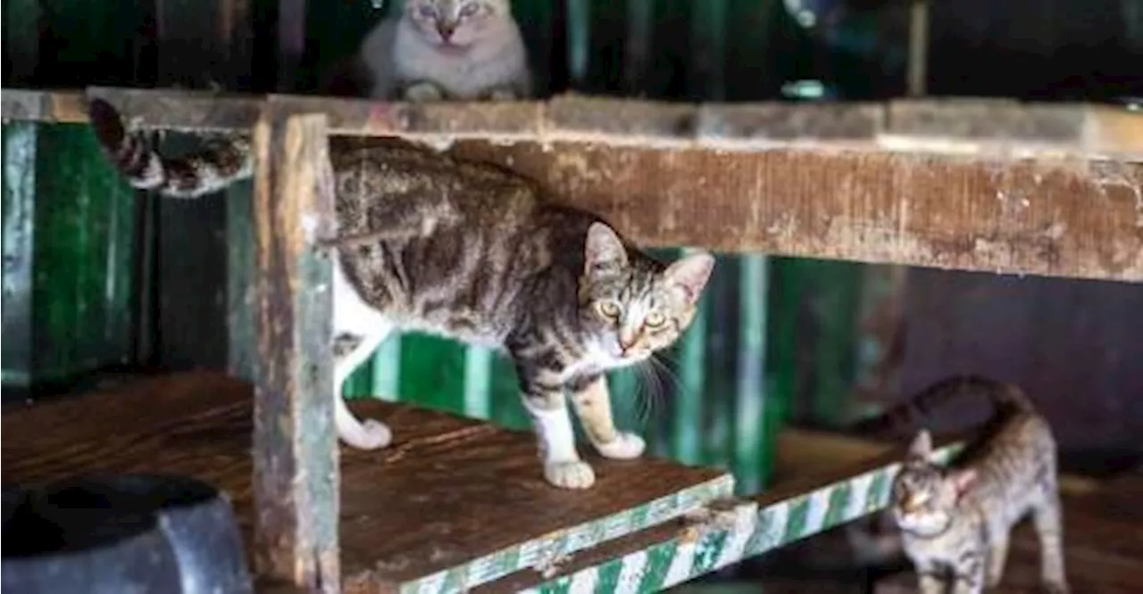 Penang DVS Investigates Report of 10 Cat Carcasses Found in Trash Bin