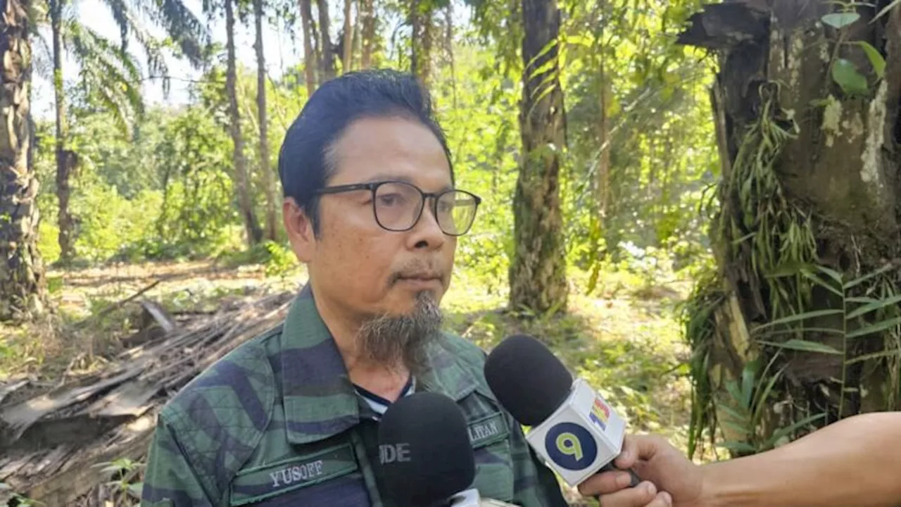 Tiger Returns to Kinabatangan Forest After Attacking Livestock