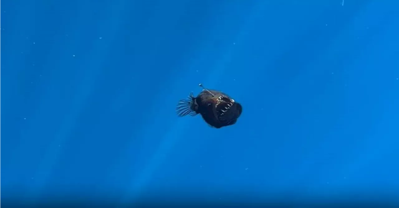 Pela primeira vez, peixe-diabo negro é avistado à luz do dia; vídeo