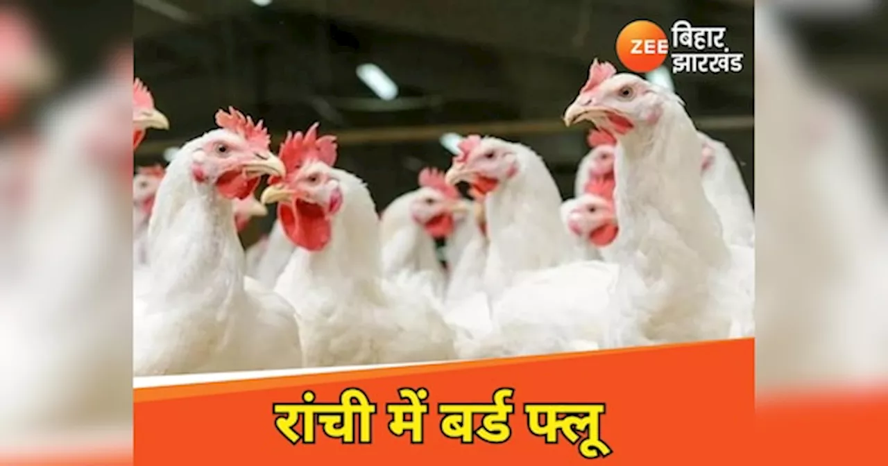 Bird Flu: रांची में बर्ड फ्लू ने दी दस्तक, 150 से अधिक मुर्गियां और दर्जन भर बटेर की मौत