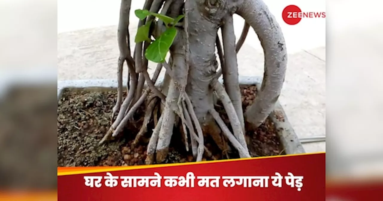 Plant Vastu Tips: घर के सामने कौन सा पेड़ नहीं लगाना चाहिए? जो अपने साथ लेकर आता है अशुभ घटनाओं का अंतहीन सिलसिला