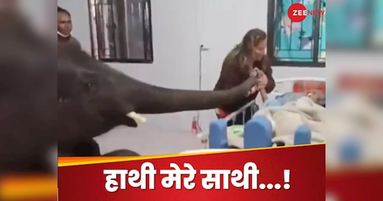 Viral Video : बीमार महावत से मिलने अस्पताल पहुंचा हाथी, वीडियो देख छलक पड़ेंगे आपके आंसू