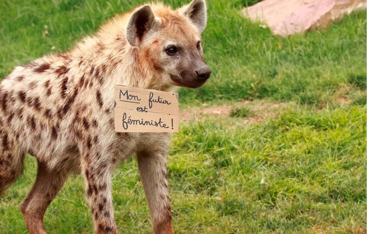 Le Pouvoir Féminin dans le Monde Animal