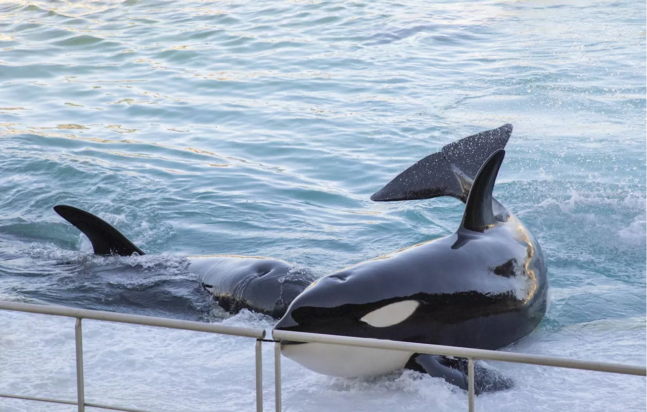 Manifestants Critiquent Planète Sauvage Pour Son Delphinarium