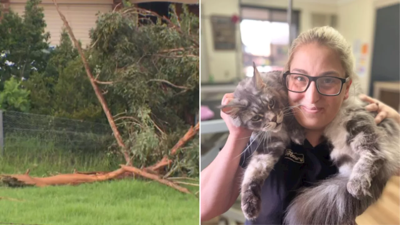 Lightning Strike Claims Life of Beloved Cat Groomer