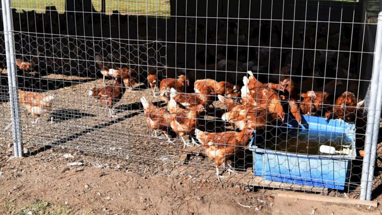 Victoria’s agriculture department confirms bird flu outbreak at farm in northern Victoria