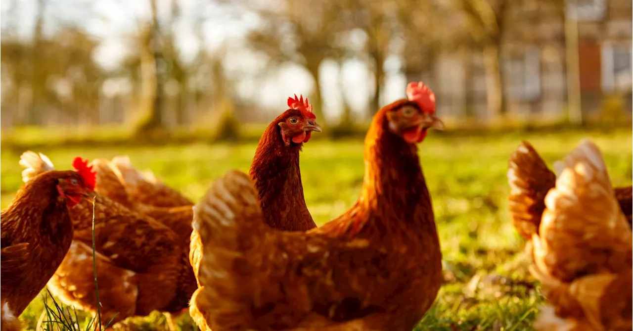 Bird Flu Detected on Farm Near Euroa