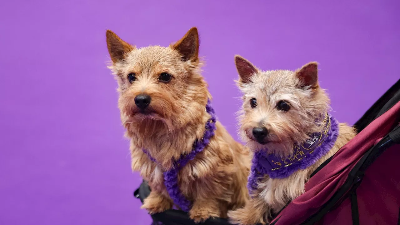 The Judge's Eye: Deciphering Excellence at Westminster Dog Show