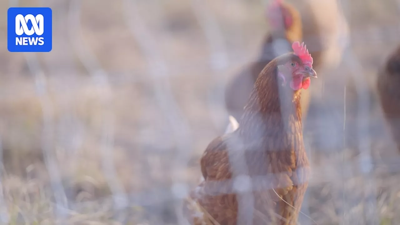 Bird Flu Detected at Victorian Poultry Farm, Triggering Quarantine Measures