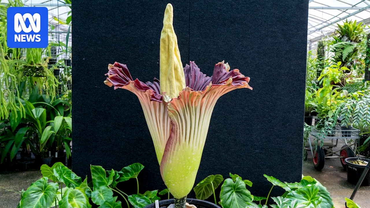 Corpse flower blooms at Canberra's Australian National Botanic Gardens for the first time