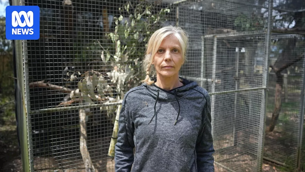 Former volunteers at odds with Wildlife Victoria over animal rescues