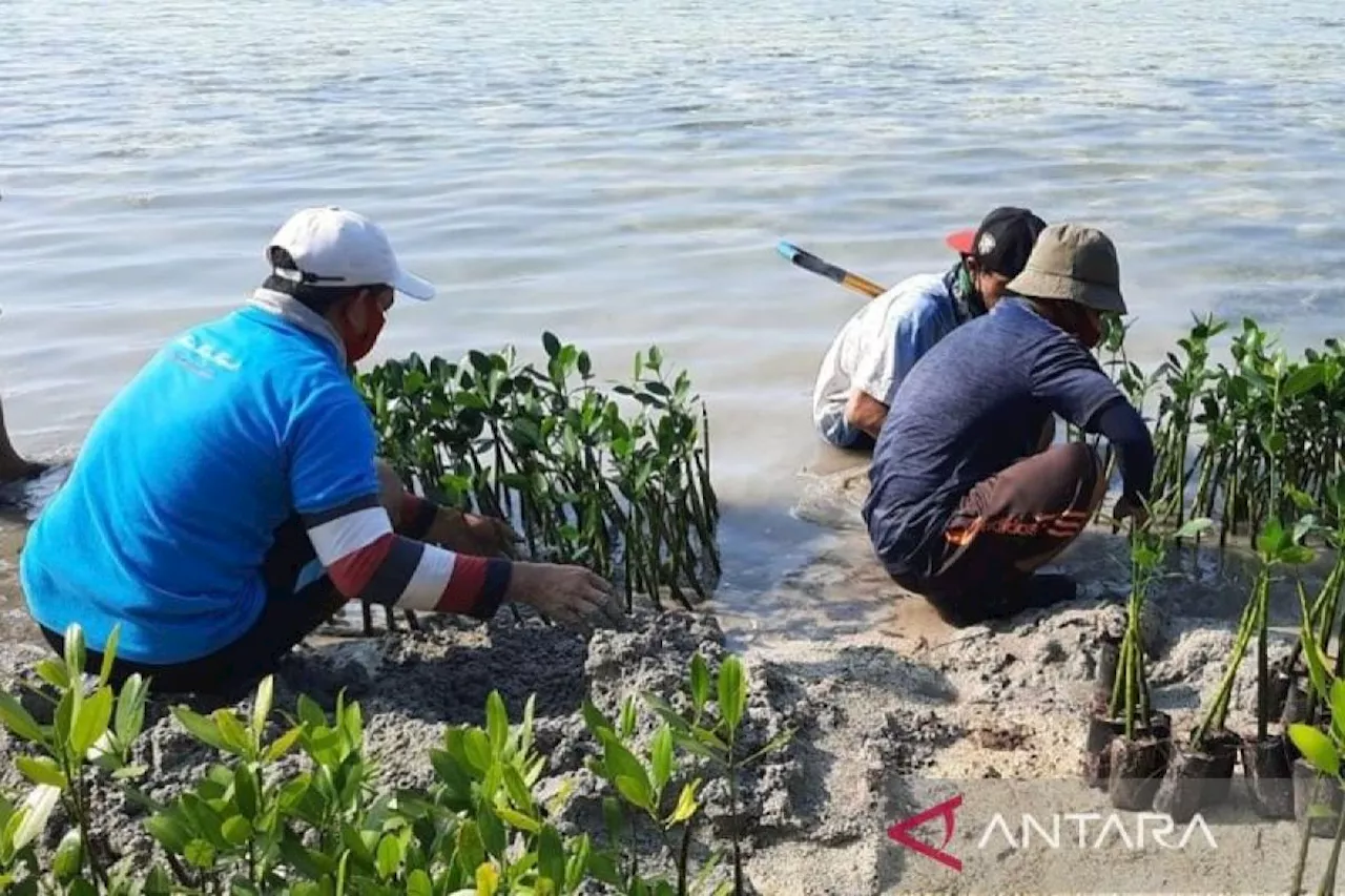 Indonesia Siap Manfaatkan Padang Lamun dalam Perdagangan Karbon