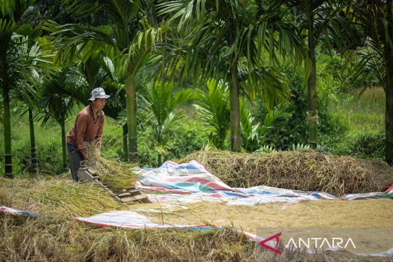 Transformasi Bulog: Menantang Tantangan Swasembada Pangan