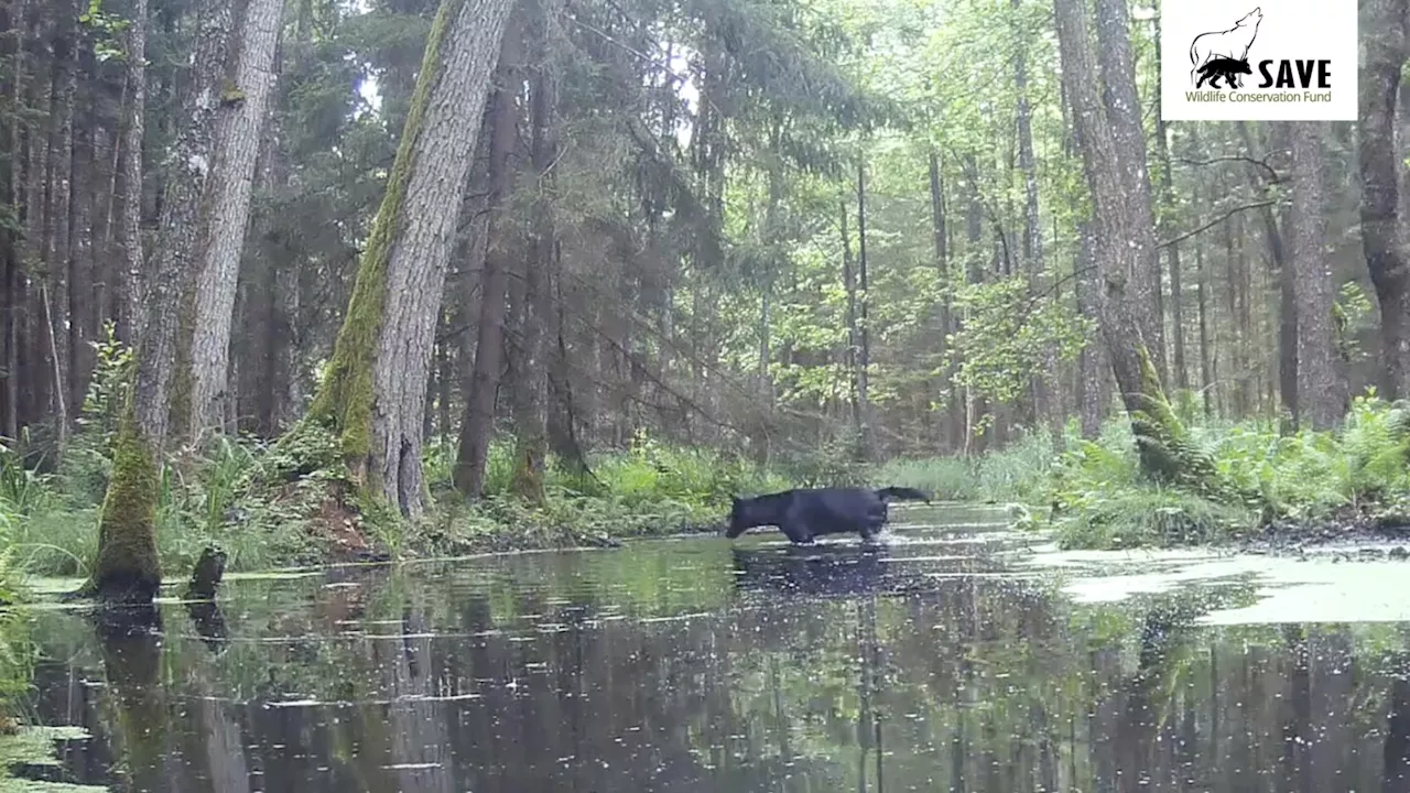 Rare Black Wolves Spotted in Poland