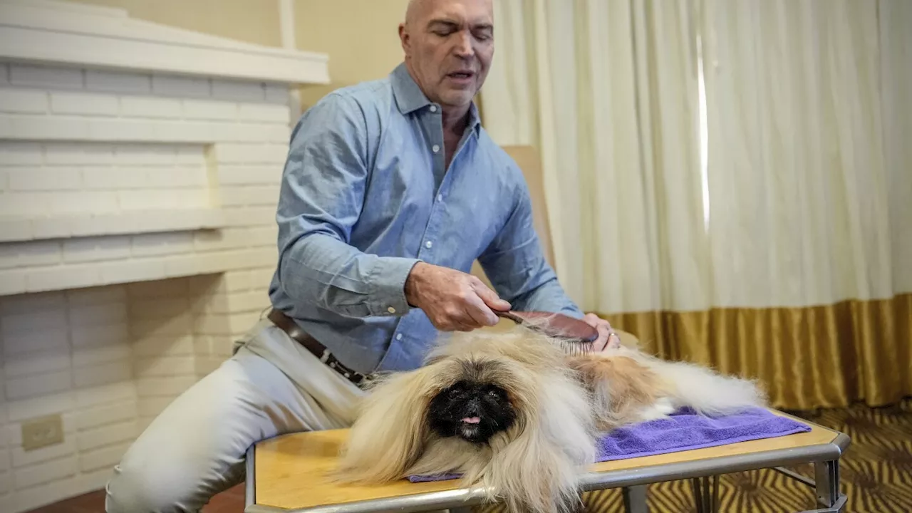 What makes a dog a winner? A Westminster Kennel Club judge explains