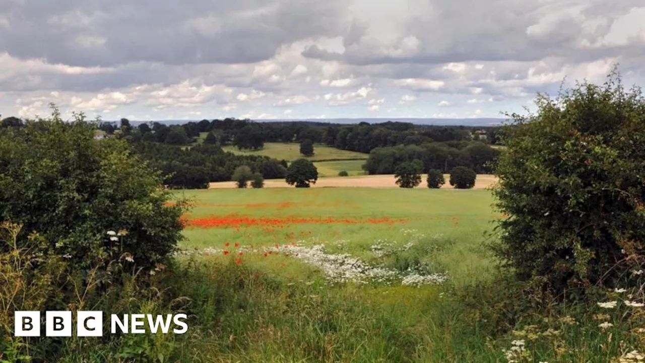 Hedgerows Boost Soil Carbon Storage by Nearly Half Compared to Grassland