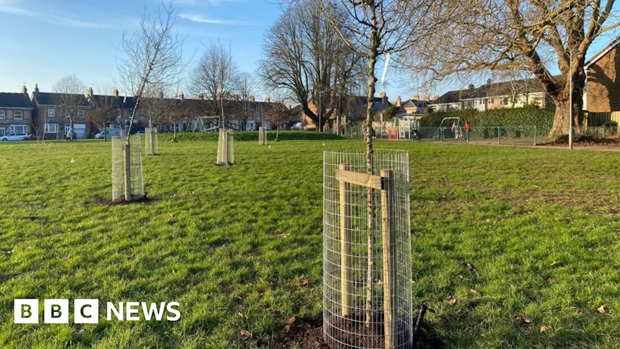 Somerset Council Plants Nearly 700 Trees to Boost Air Quality