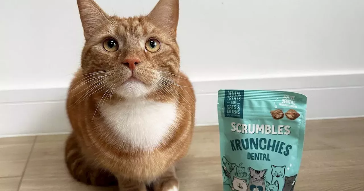 Scrumbles' Krunchies: Cat Dental Treats – A Purrfect Solution for Feline Oral Health