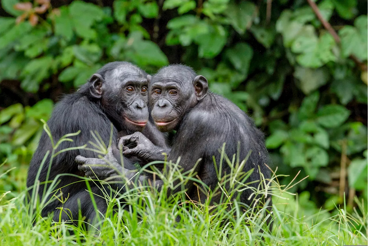 Bonobos and the Theory of Mind: A Promising but Cautious Study