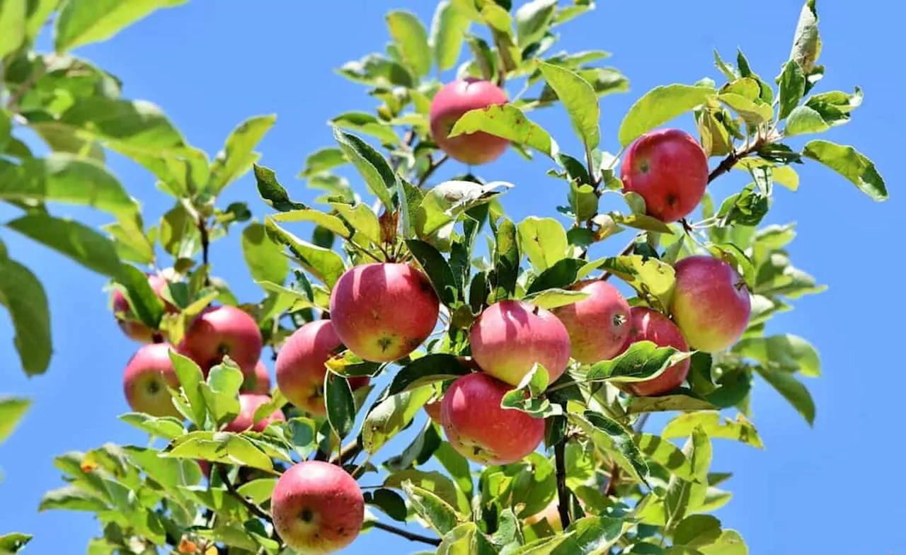 South Africa Reopens Apple Export Market to Thailand After 16-Year Ban