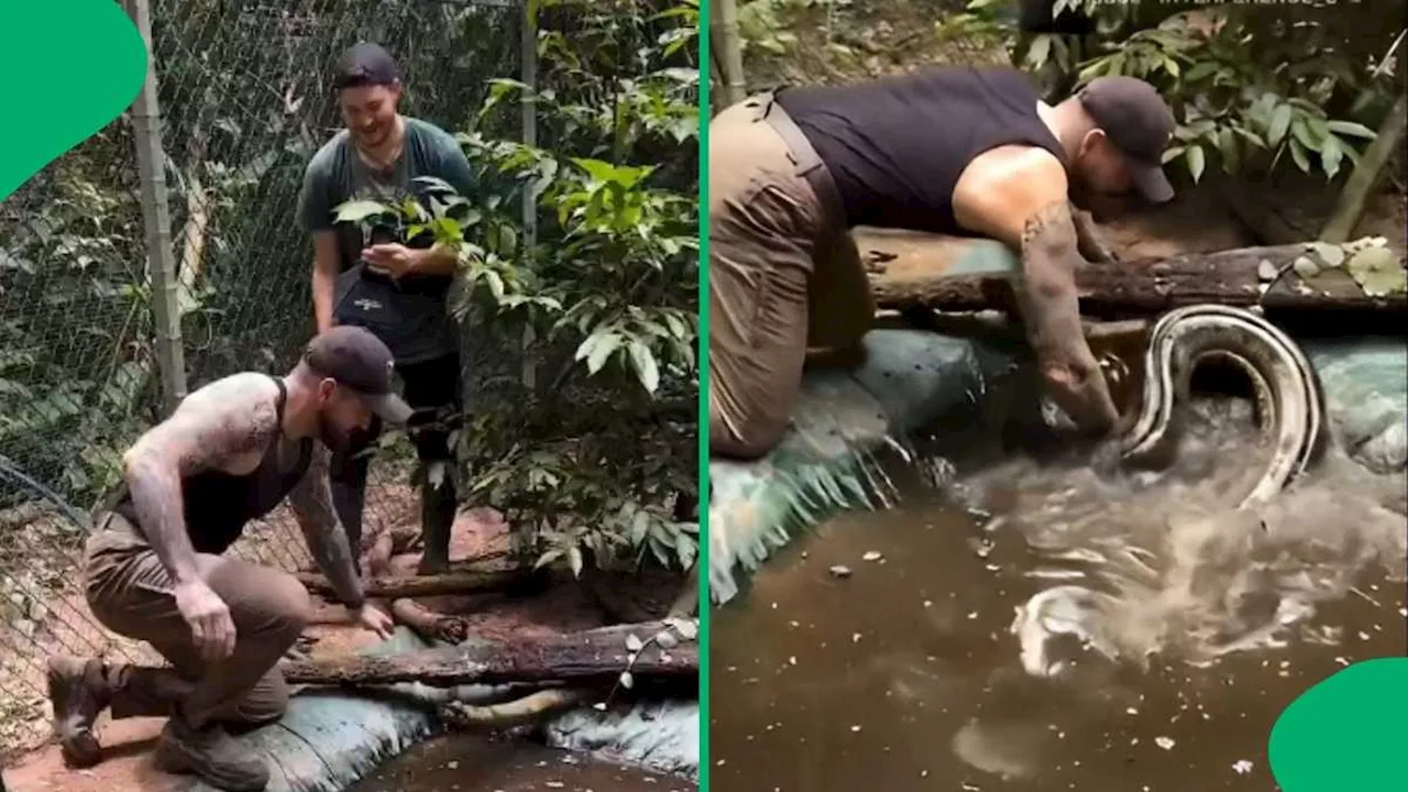 Man Reaches Underwater to Catch Massive Anaconda in Video With 4M Views, Co-worker Helps Him Wrestle