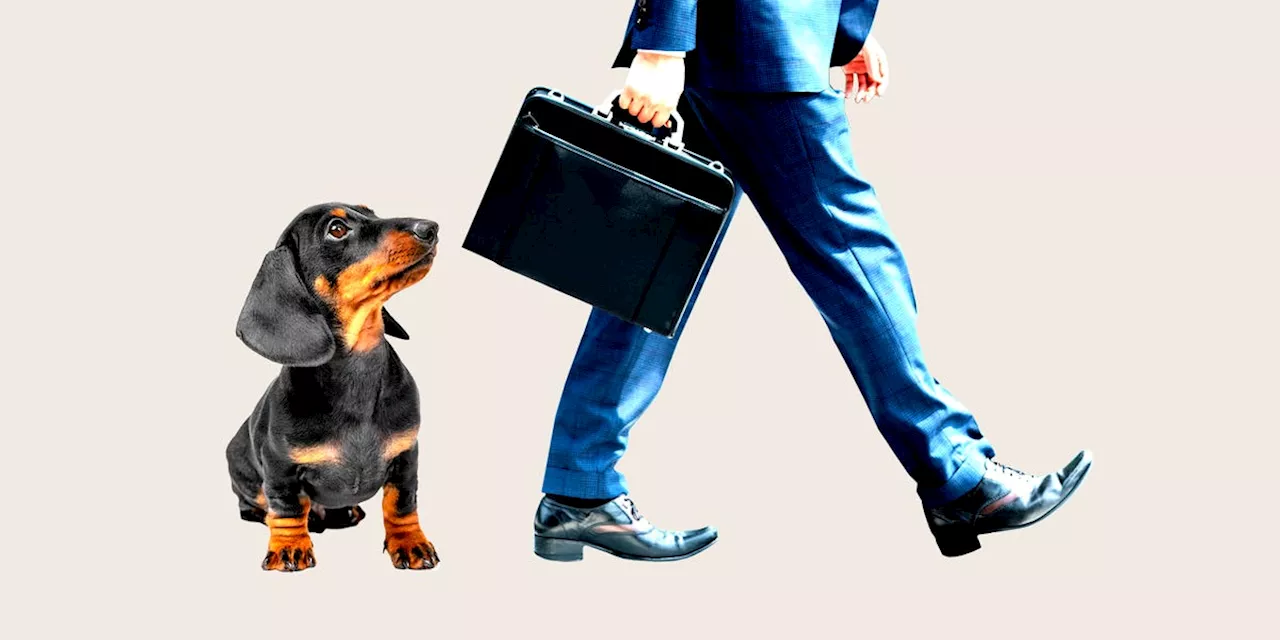 Return-to-Office Mandates Trigger Pet Anxiety