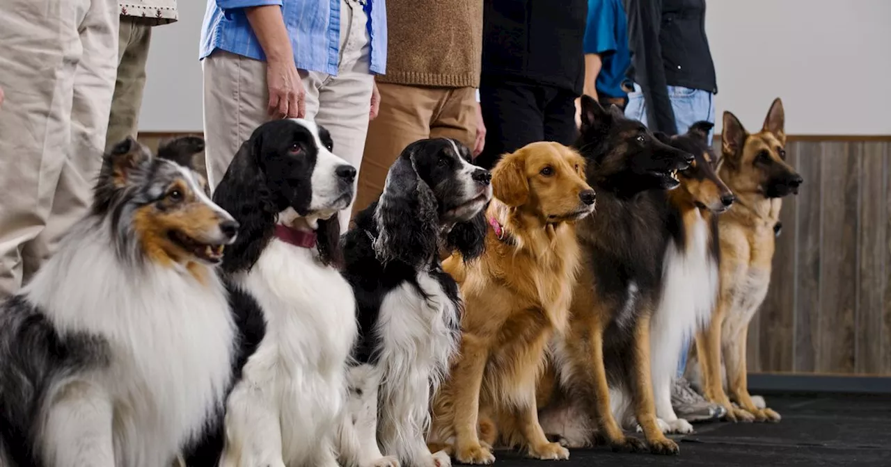 Certain Dog Breeds Are Naturally More Obedient, Says Vet