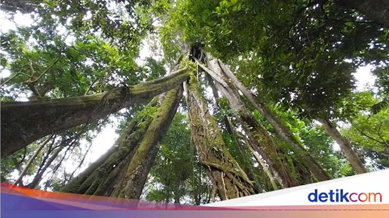 Pohon Unik di Situ Sangiang: Batang 8 yang Menjulang