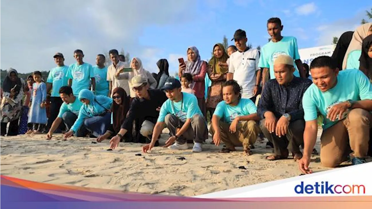 PELNI Dukung Konservasi Penyu di Pulo Aceh